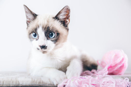 Blue-eyed Siamese mix kitten lying next to a ball of pink yarn, ideal reference photo for a custom pet portrait or beginner-friendly cat painting.